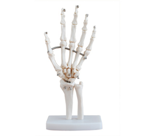 Hand skeletal joint model: an important clinical practice tool in medicine